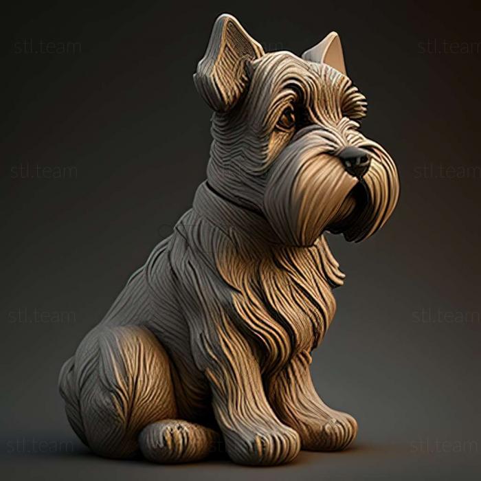 Zwergschnauzer dog